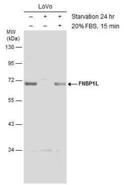 Invitrogen TOCA-1 Polyclonal Antibody 100 &mu;L; Unconjugated:Antibodies,