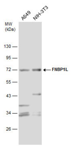 Invitrogen TOCA-1 Polyclonal Antibody 100 &mu;L; Unconjugated:Antibodies,
