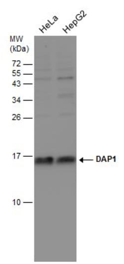 Invitrogen DAP1 Polyclonal Antibody 100 &mu;L; Unconjugated:Antibodies,