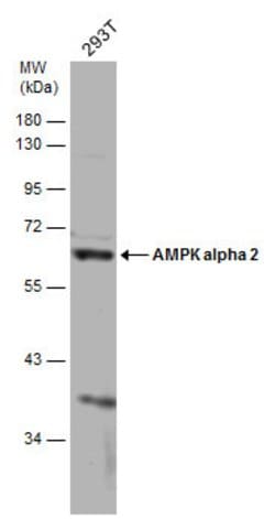 Invitrogen AMPK alpha 2 Polyclonal Antibody 100 &mu;L; Unconjugated:Antibodies,
