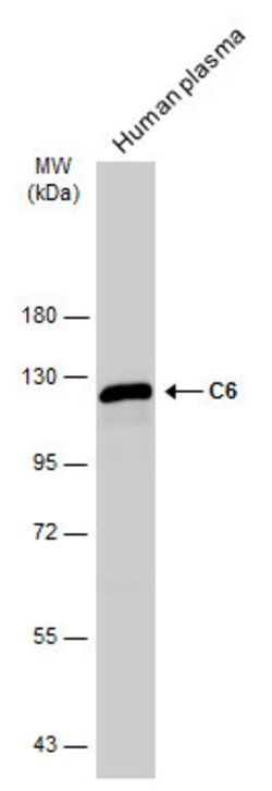 Invitrogen C6 Polyclonal Antibody 100 &mu;L | Buy Online | Invitrogen&trade; | Fisher Scientific