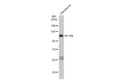 Invitrogen C6 Polyclonal Antibody 100 &mu;L | Buy Online | Invitrogen&trade; | Fisher Scientific