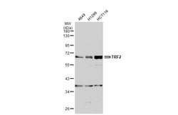 Invitrogen TRF2 Polyclonal Antibody 100 &mu;L; Unconjugated:Antibodies,