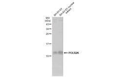 Invitrogen POLR2K Polyclonal Antibody 100 &mu;L; Unconjugated:Antibodies,