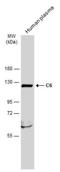 Invitrogen C6 Polyclonal Antibody 100 &mu;L; Unconjugated:Antibodies, Polyclonal