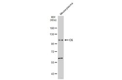 Invitrogen C6 Polyclonal Antibody 100 &mu;L; Unconjugated:Antibodies, Polyclonal