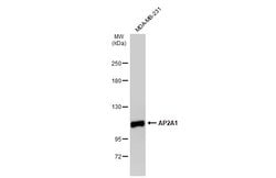 Invitrogen AP2A1 Polyclonal Antibody 100 &mu;L; Unconjugated:Antibodies,
