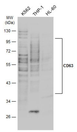 Invitrogen CD63 Polyclonal Antibody 100 &mu;L; Unconjugated:Antibodies,