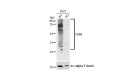 Invitrogen CD63 Polyclonal Antibody 100 &mu;L; Unconjugated:Antikörper