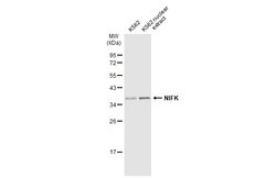 Invitrogen NIFK Polyclonal Antibody 100 &mu;L; Unconjugated:Antibodies,