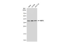 Invitrogen NIFK Polyclonal Antibody 100 &mu;L; Unconjugated:Antibodies,