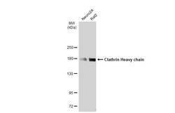 Invitrogen Clathrin Heavy Chain Polyclonal Antibody 100 &mu;L; Unconjugated:Antibodies,