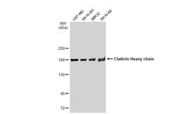 Invitrogen Clathrin Heavy Chain Polyclonal Antibody 100 &mu;L; Unconjugated:Antibodies,