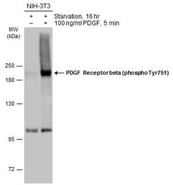 Invitrogen Phospho-PDGF Receptor beta (Tyr751) Polyclonal Antibody 100