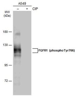 Invitrogen Phospho-FGFR1 (Tyr766) Polyclonal Antibody 100 &mu;L | Buy Online | Invitrogen&trade; | Fisher Scientific
