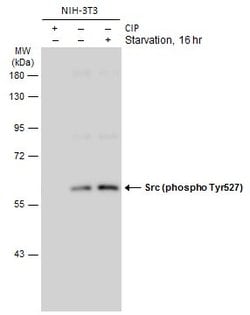 Invitrogen Phospho-SRC (Tyr527) Polyclonal Antibody 100 &mu;L; Unconjugated:Antibodies,