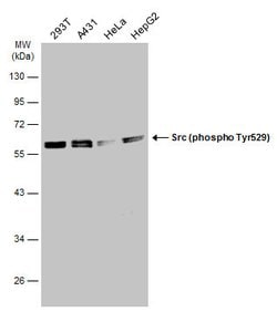 Invitrogen Phospho-SRC (Tyr527) Polyclonal Antibody 100 &mu;L; Unconjugated:Antibodies,