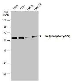 Invitrogen Phospho-SRC (Tyr527) Polyclonal Antibody 100 &mu;L; Unconjugated:Antibodies,