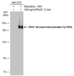 Invitrogen Phospho-PDGF Receptor beta (Tyr1009) Polyclonal Antibody 100