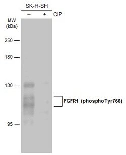 Invitrogen Phospho-FGFR1 (Tyr766) Polyclonal Antibody 100 &mu;L; Unconjugated:Antibodies,