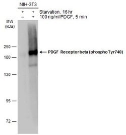 Invitrogen Phospho-PDGF Receptor beta (Tyr740) Polyclonal Antibody 100 &mu;L | Buy Online | Invitrogen&trade; | Fisher Scientific