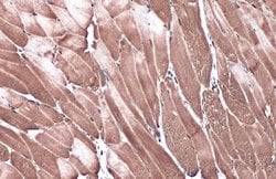 Invitrogen RAPGEF1 Polyclonal Antibody 100 &mu;L; Unconjugated:Antibodies,
