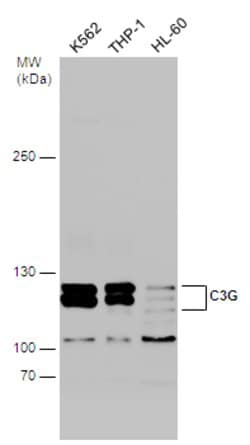 Invitrogen RAPGEF1 Polyclonal Antibody 100 &mu;L; Unconjugated:Antibodies,