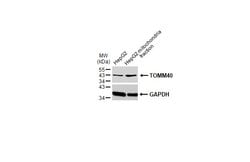 Invitrogen TOMM40 Polyclonal Antibody 100 μL; Unconjugated:Antibodies,