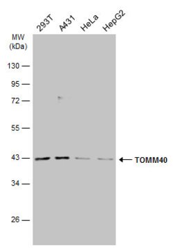 Invitrogen TOMM40 Polyclonal Antibody 100 μL; Unconjugated:Antibodies,