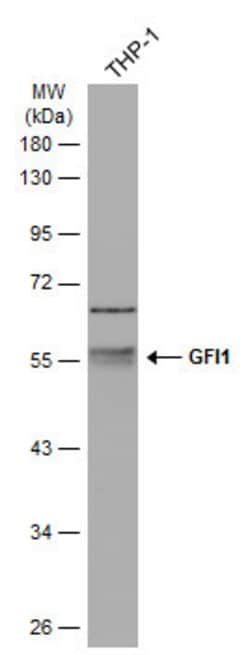 Invitrogen GFI1 Polyclonal Antibody 100 &mu;L; Unconjugated:Antibodies,