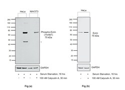Invitrogen Phospho-Ezrin (Thr567) Polyclonal Antibody 100 &mu;L | Buy Online | Invitrogen&trade; | Fisher Scientific