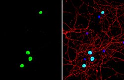 Invitrogen FOXG1 Polyclonal Antibody 100 &mu;L; Unconjugated:Antibodies,