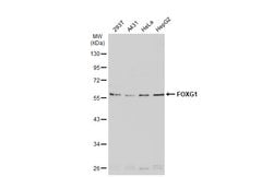 Invitrogen FOXG1 Polyclonal Antibody 100 &mu;L; Unconjugated:Antibodies,