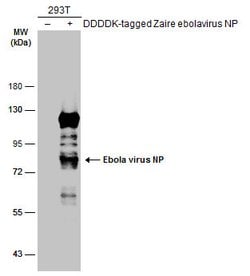 Invitrogen Ebola Virus NP Polyclonal Antibody 100 &mu;L; Unconjugated:Antibodies,