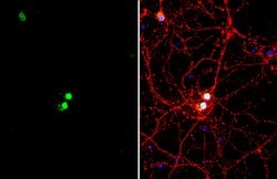 Invitrogen LHX3 Polyclonal Antibody 100 &mu;L; Unconjugated:Antibodies,