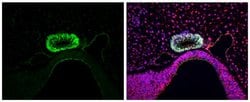 Invitrogen LHX3 Polyclonal Antibody 100 &mu;L; Unconjugated:Antibodies,