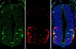 Invitrogen LHX3 Polyclonal Antibody 100 &mu;L; Unconjugated:Antibodies,