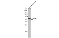 Invitrogen LHX3 Polyclonal Antibody 100 &mu;L; Unconjugated:Antibodies,