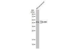 Invitrogen LHX3 Polyclonal Antibody 100 &mu;L; Unconjugated:Antibodies,