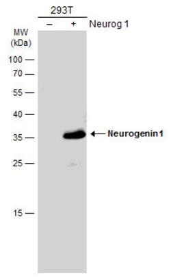 Invitrogen Neurogenin 1 Polyclonal Antibody 100 &mu;L; Unconjugated:Antibodies,