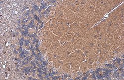 Invitrogen EAAT4 Polyclonal Antibody 100 &mu;L; Unconjugated:Antibodies,