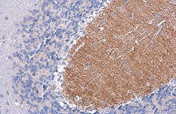 Invitrogen EAAT4 Polyclonal Antibody 100 &mu;L; Unconjugated:Antibodies,