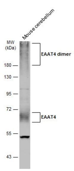 Invitrogen EAAT4 Polyclonal Antibody 100 &mu;L; Unconjugated:Antibodies,