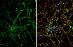 Invitrogen Robo2 Polyclonal Antibody 100 &mu;L; Unconjugated:Antibodies,