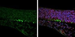 Invitrogen Robo2 Polyclonal Antibody 100 &mu;L; Unconjugated:Antibodies,