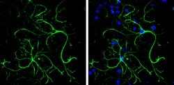 Invitrogen SYNM Polyclonal Antibody 100 &mu;L; Unconjugated:Antibodies,