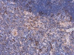 Invitrogen SYNM Polyclonal Antibody 100 &mu;L; Unconjugated:Antibodies,