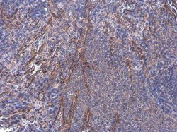 Invitrogen SYNM Polyclonal Antibody 100 &mu;L; Unconjugated:Antibodies,