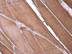Invitrogen SYNM Polyclonal Antibody 100 &mu;L; Unconjugated:Antibodies,