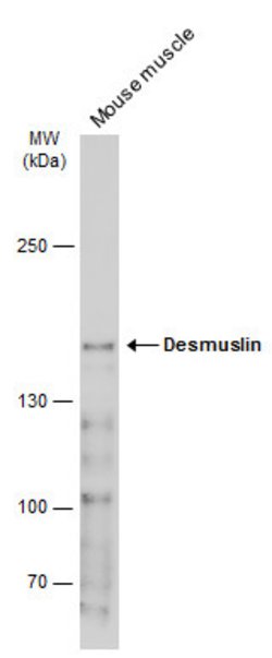 Invitrogen SYNM Polyclonal Antibody 100 &mu;L; Unconjugated:Antibodies,